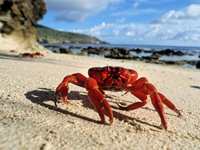 Crab Animal Totems